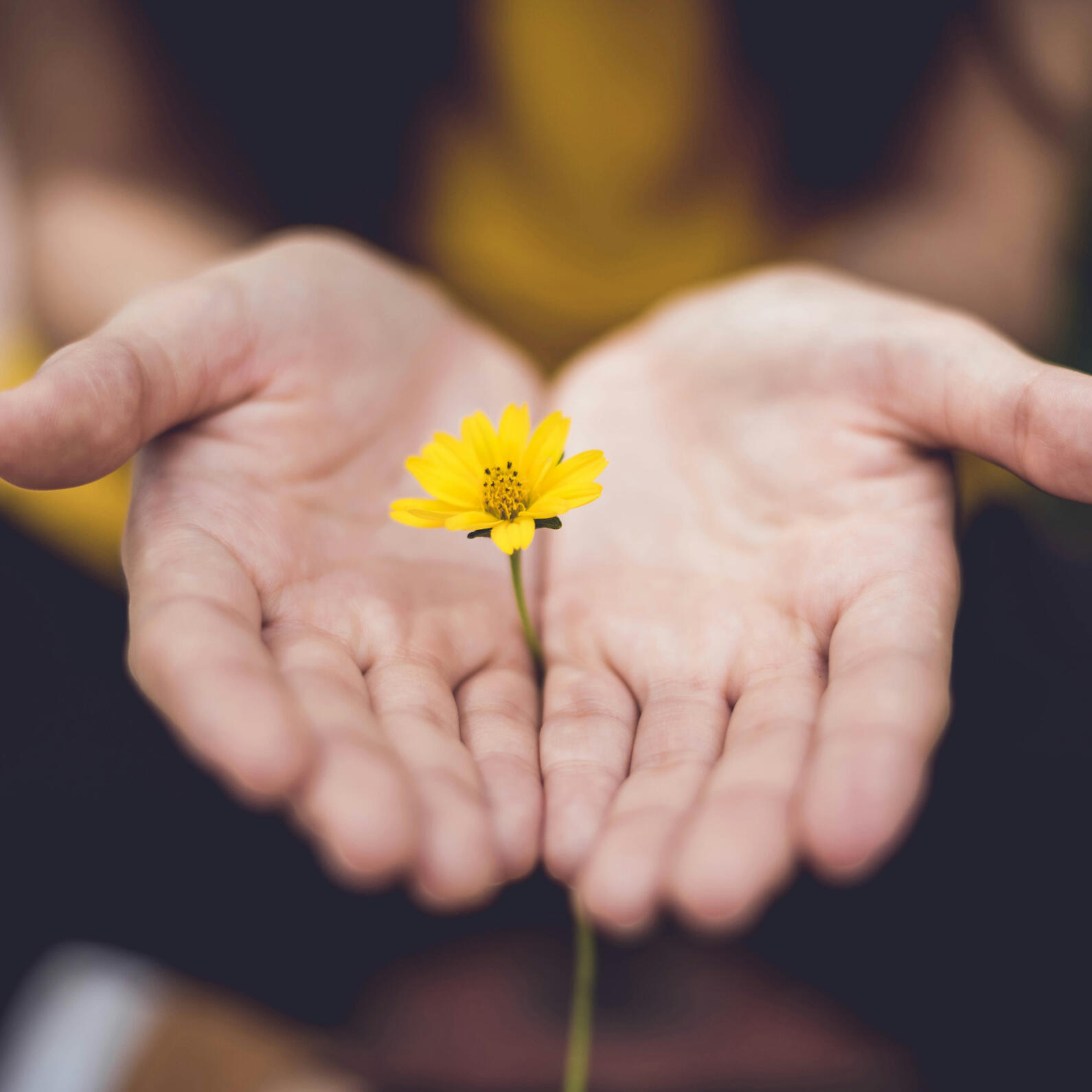 Supporting growth and wellbeing in the workplace Open hands holding a flower, representing growth, support and workplace wellbeing
