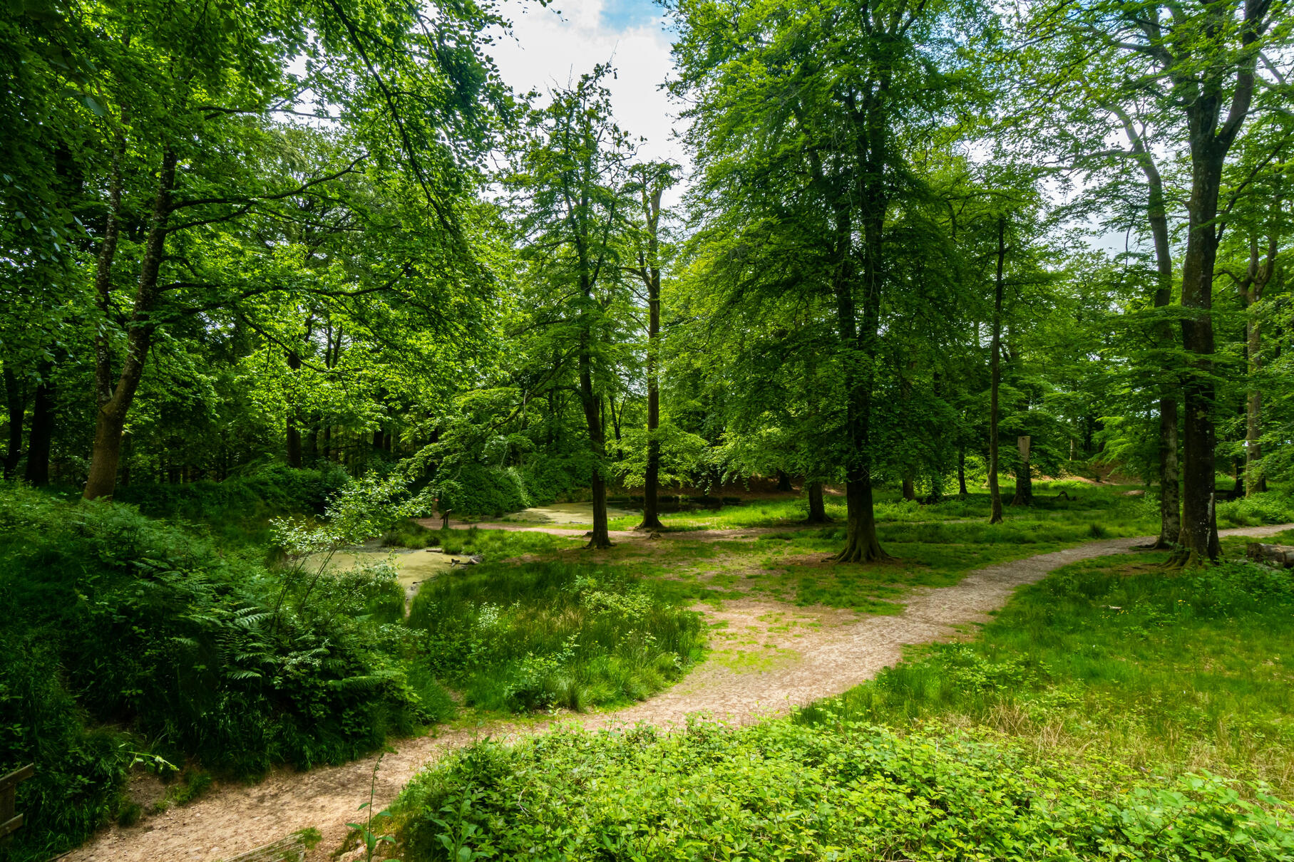 A peaceful woodland pathway representing personal growth and healing A pathway through a woodland surrounded by trees
